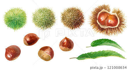 栗の実と毬栗と葉の水彩イラスト。毬栗の成熟グラデーション変化のセット。(ベクター) 栗の実と毬栗と葉の水彩イラスト。毬栗の成熟グラデーション変化のセット。(ベクター) 121008634