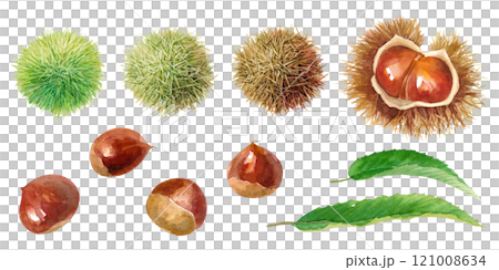 Watercolor illustration of chestnuts, chestnut burrs and leaves. A set of chestnut burrs with ripening gradation changes. (Vector) 121008634