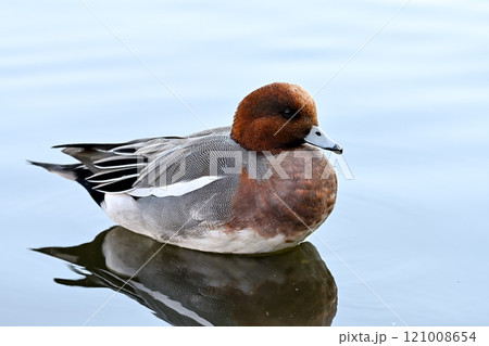 ヒドリガモ ヒドリガモ 121008654