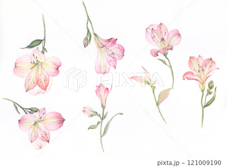 Inspiring Watercolor and Oil Art of Curly and Flowers 121009190