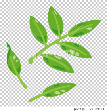 新鮮綠茶葉 121009411