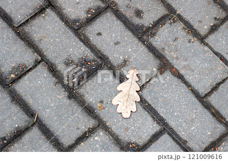 A single green leaf is gently laying on a brick sidewalk right now A single green leaf is gently laying on a brick sidewalk right now 121009616