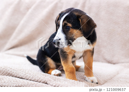 There is a brown and white puppy sitting contentedly on a couch There is a brown and white puppy sitting contentedly on a couch 121009637