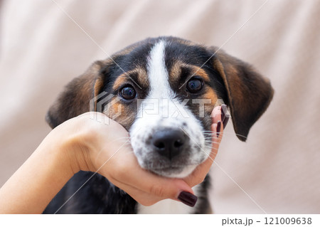 A woman gently holds a small brown and white puppy in her hand 121009638