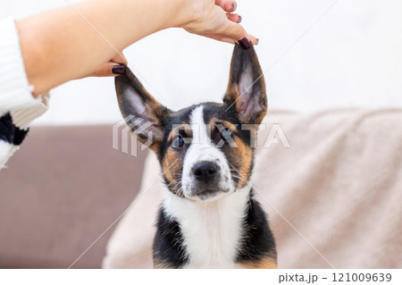 A person gently touches the ear of a dog using their hand 121009639