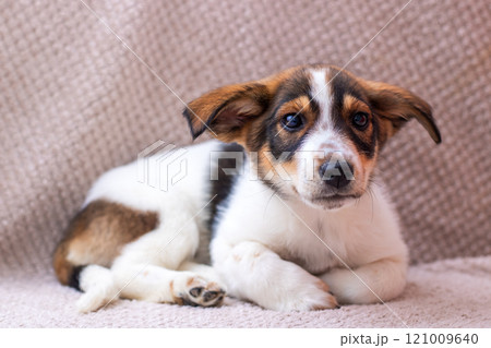 An Adorable Puppy is Relaxing Comfortably on a Soft Surface, Enjoying Its Peaceful Moment 121009640