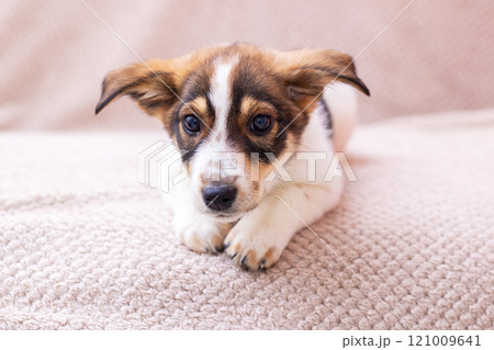 An Adorable Puppy is Relaxing Comfortably on a Soft Surface, Enjoying Its Peaceful Moment 121009641