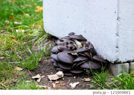 Mushrooms growing on the ground by a concrete pillar Mushrooms growing on the ground by a concrete pillar 121009661