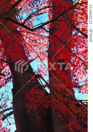 真っ赤な紅葉 121009713