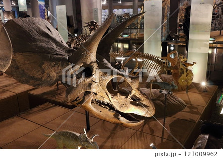 Exhibits in the Fukui Prectural Dinosaur Museum located in Katsuyama near Fukui Japan 121009962