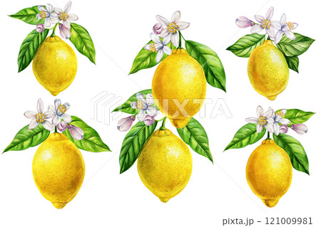 Lemon, branch with leaves, flowers, citrus fruits, botanical painting collection tropical fruit. watercolor illustration 121009981