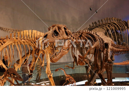 Exhibits in the Fukui Prectural Dinosaur Museum located in Katsuyama near Fukui Japan 121009995