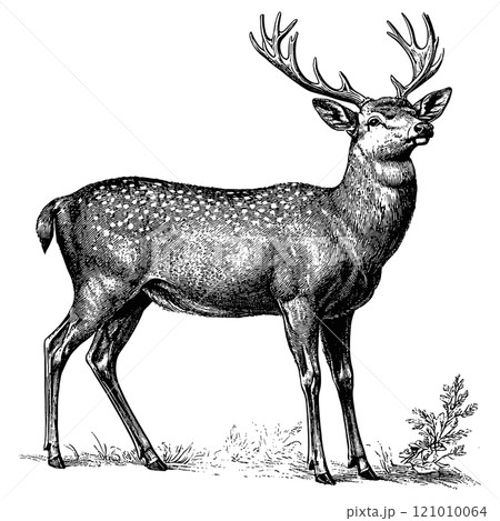 Red Deer Detailed Vintage Engraving Illustration on White Background with Intricate Texture Classic Wildlife Art Antique Style Majestic Stag Graphic Vintage Nature Design Red Deer Detailed Vintage Engraving Illustration on White Background with Intricate Texture Classic Wildlife Art Antique Style Majestic Stag Graphic Vintage Nature Design 121010064