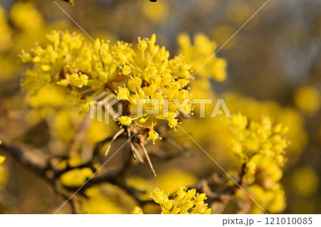 サンシュユの花　黄色い花　 121010085