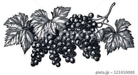 Grape Branch Botanical Illustration Detailed Vintage Engraving on White Background with Intricate Texture Classic Fruit Art Antique Style Vine Graphic Vintage Nature Design 121010088
