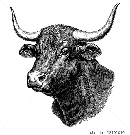 Bull Head Detailed Vintage Engraving Illustration on White Background with Intricate Texture Classic Animal Art Antique Style Strong Symbol Graphic Vintage Livestock Design 121010104