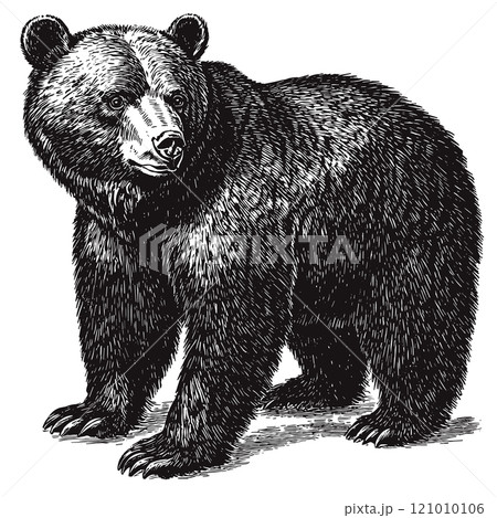 Brown Bear Detailed Vintage Engraving Illustration on White Background with Intricate Texture Classic Wildlife Art Antique Style Majestic Animal Graphic Vintage Nature Design 121010106