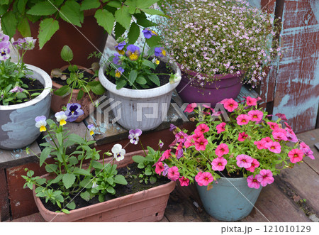 Still life with beautiful pink petunia and pansy flowers in pots outside in the garden. Spring and summer botanical and farming background with gardening objects, vintage home and retro concept 121010129