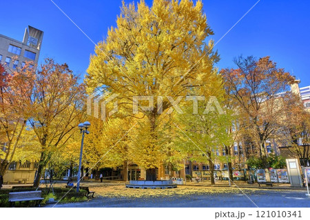 観光名所 慶應義塾大銀杏 観光名所 慶應義塾大銀杏 121010341