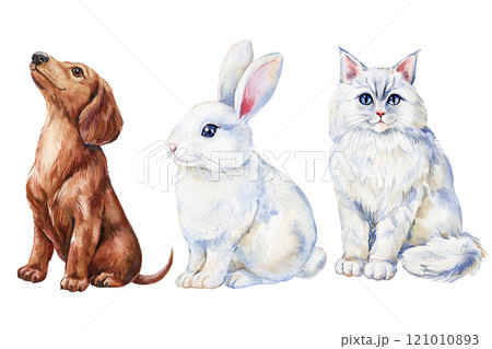 watercolor illustration dachshund dog, white rabbit, fluffy cat isolated, adorable pets for cards, decorations, design watercolor illustration dachshund dog, white rabbit, fluffy cat isolated, adorable pets for cards, decorations, design 121010893