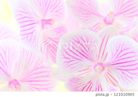 ミニ胡蝶蘭 ランの花 ピンク色の筋 明るい背景 ミニ胡蝶蘭 ランの花 ピンク色の筋 明るい背景 121010905