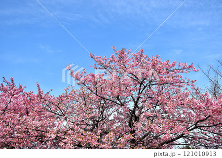 青空に映える河津桜 青空に映える河津桜 121010913