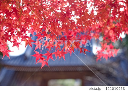 仁王門を鮮やかに彩るモミジ 121010938