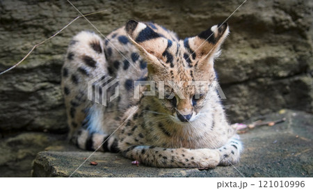 beautiful serval or Leptailurus serval lying peacefully on a rock, showcasing its distinctive spotted fur in a natural environment. Captures the elegance and serenity beautiful serval or Leptailurus serval lying peacefully on a rock, showcasing its distinctive spotted fur in a natural environment. Captures the elegance and serenity 121010996