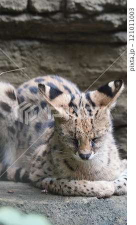 beautiful serval or Leptailurus serval lying peacefully on a rock, showcasing its distinctive spotted fur in a natural environment. Captures the elegance and serenity beautiful serval or Leptailurus serval lying peacefully on a rock, showcasing its distinctive spotted fur in a natural environment. Captures the elegance and serenity 121011003