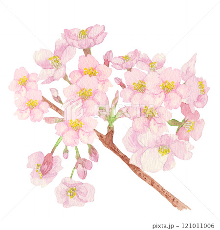 手描きの水彩画：日本の国花「桜」ピンク色の花　枝付き（花びら多目） 121011006