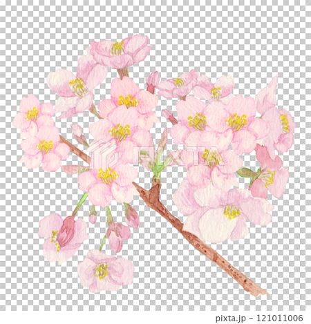 手描きの水彩画：日本の国花「桜」ピンク色の花　枝付き（花びら多目） 121011006