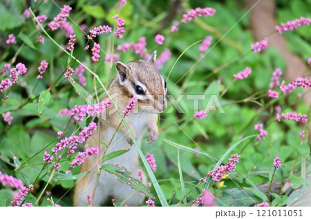 満開のイヌタデの中でたたずむシマリス 秋の素材 満開のイヌタデの中でたたずむシマリス 秋の素材 121011051