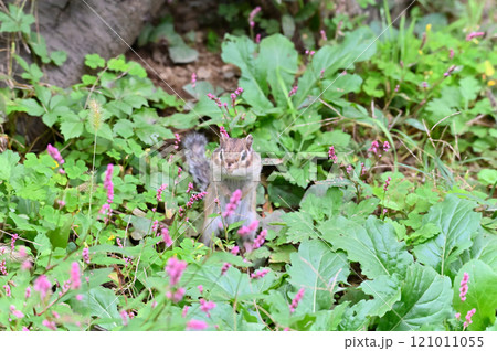 満開のイヌタデの花とシマリス 秋の素材   満開のイヌタデの花とシマリス 秋の素材   121011055