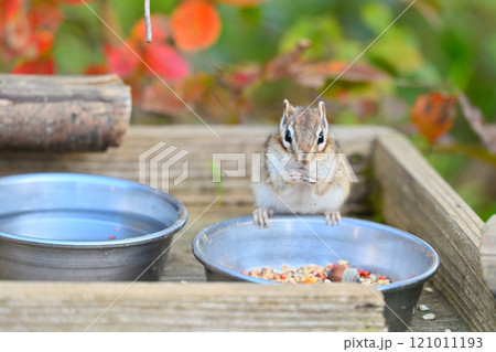 紅葉をバックに木の実を頬張る可愛いシマリス 121011193