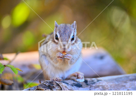 紅葉をバックに木の実を頬張る可愛いシマリス 121011195