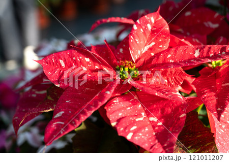 ポインセチア ショウジョウボク 猩々木 121011207