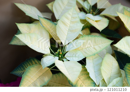 ポインセチア ショウジョウボク 猩々木 121011210