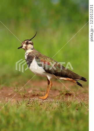 The northern lapwing female in spring 121011231