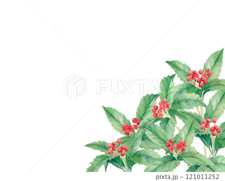 水彩で描いたセンリョウの手描きイラスト 水彩で描いたセンリョウの手描きイラスト 121011252