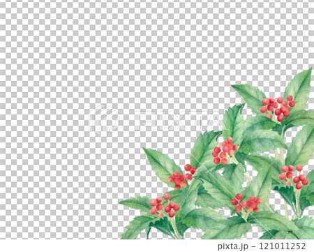 水彩で描いたセンリョウの手描きイラスト 水彩で描いたセンリョウの手描きイラスト 121011252