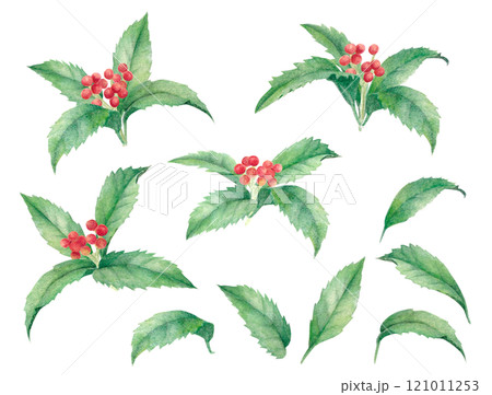 水彩手描きで描いたセンリョウの実 水彩手描きで描いたセンリョウの実 121011253