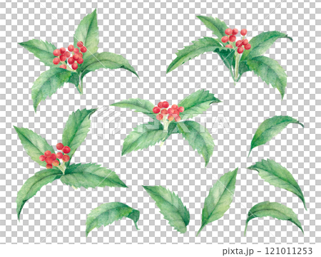 水彩手描きで描いたセンリョウの実 水彩手描きで描いたセンリョウの実 121011253