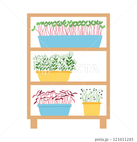Hand drawn microgreens in pots. Vector illustration in flat style isolated on white background. Micro green. Beets, lettuce, cabbage, sorrel, onion, radish, arugula, peas. Growing superfood at home. 121011285