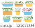 Hand drawn microgreens in pots. Vector illustration in flat style isolated on white background. Micro green. Beets, lettuce, cabbage, sorrel, onion, radish, arugula, peas. Growing superfood at home. 121011286
