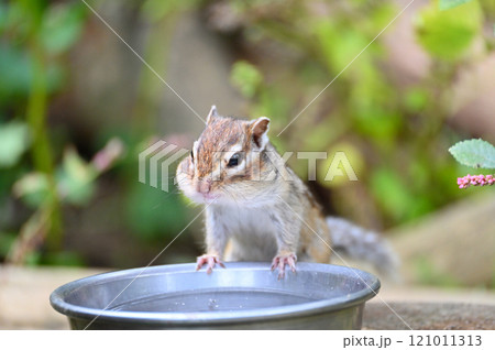 水を飲むシマリス 水を飲むシマリス 121011313