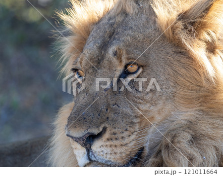African Lion in Zimbabwe Hwange National Park 121011664