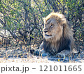 African Lion in Zimbabwe Hwange National Park African Lion in Zimbabwe Hwange National Park 121011665