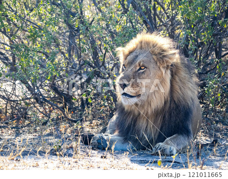 African Lion in Zimbabwe Hwange National Park 121011665