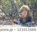 African Lion in Zimbabwe Hwange National Park African Lion in Zimbabwe Hwange National Park 121011666