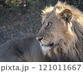 African Lion in Zimbabwe Hwange National Park African Lion in Zimbabwe Hwange National Park 121011667